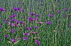 Wiese - (c) M Mueller.jpg